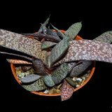 Gasteria doreeniae Swart Waterpoort, RSA ©JLcoll.4708 P1370537.JPG